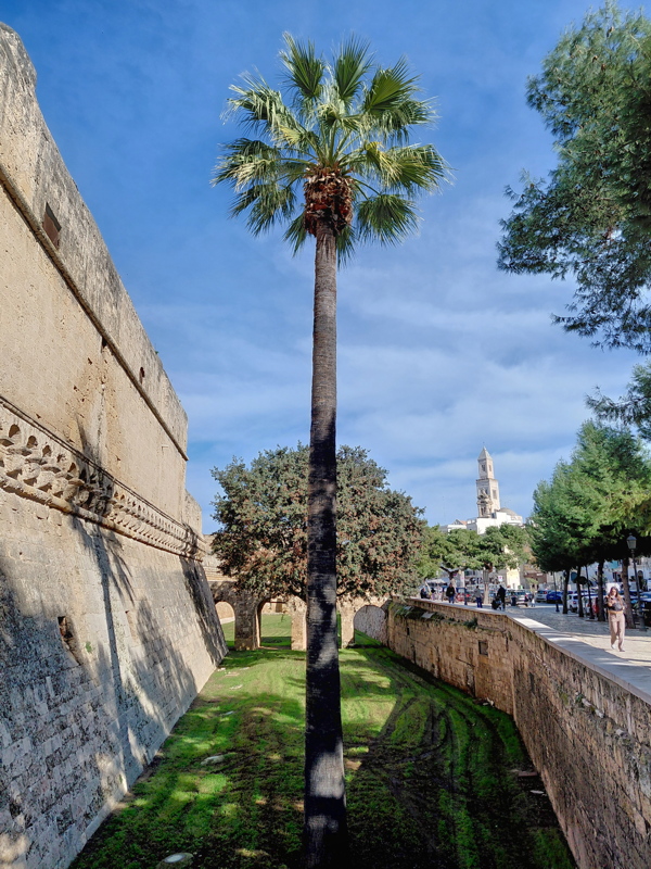 Mexican fan palm growing inside the historic dry moat of the Castello Svevo di Bari